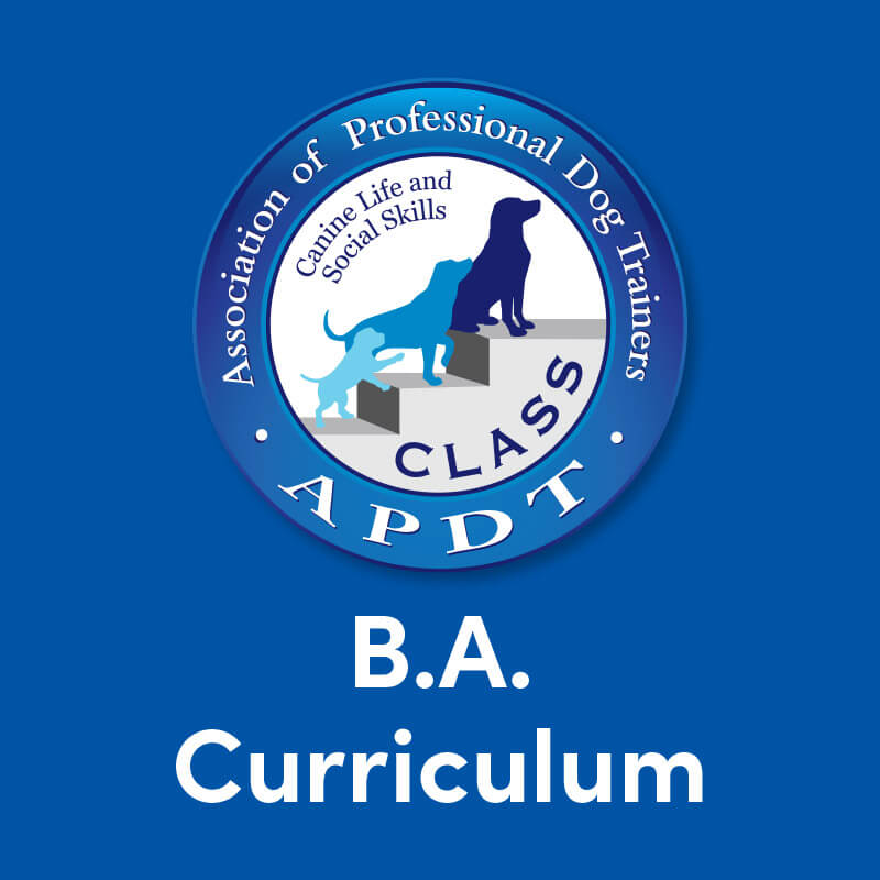 Curriculum - BA