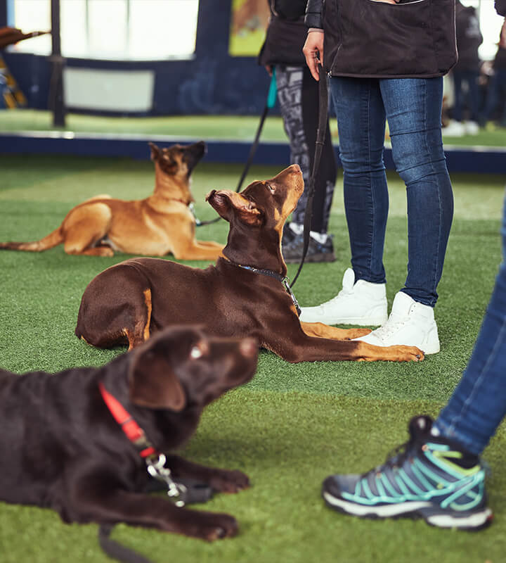 Patience is the key to training a dog.