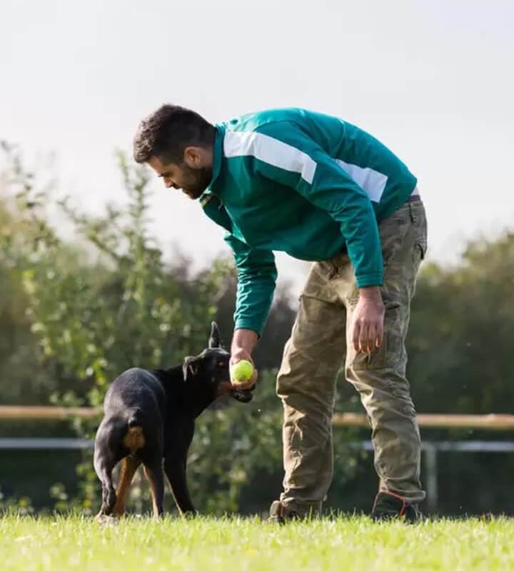 Finding the genius in every dog.