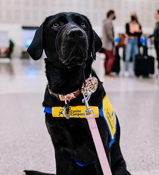 Answers to Common Questions about Service Dogs